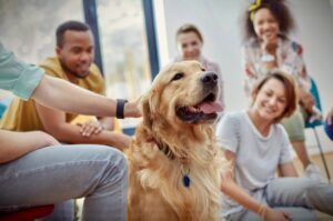 Therapy dog