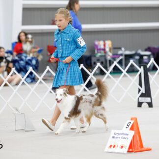 Young girl doing rally obedience with Australian Shepherd