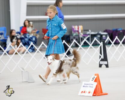 Young girl doing rally obedience with Australian Shepherd