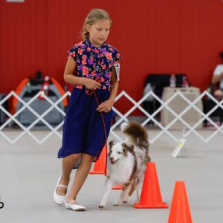 Young woman doing rally obedience with Austrailian shepherd dog