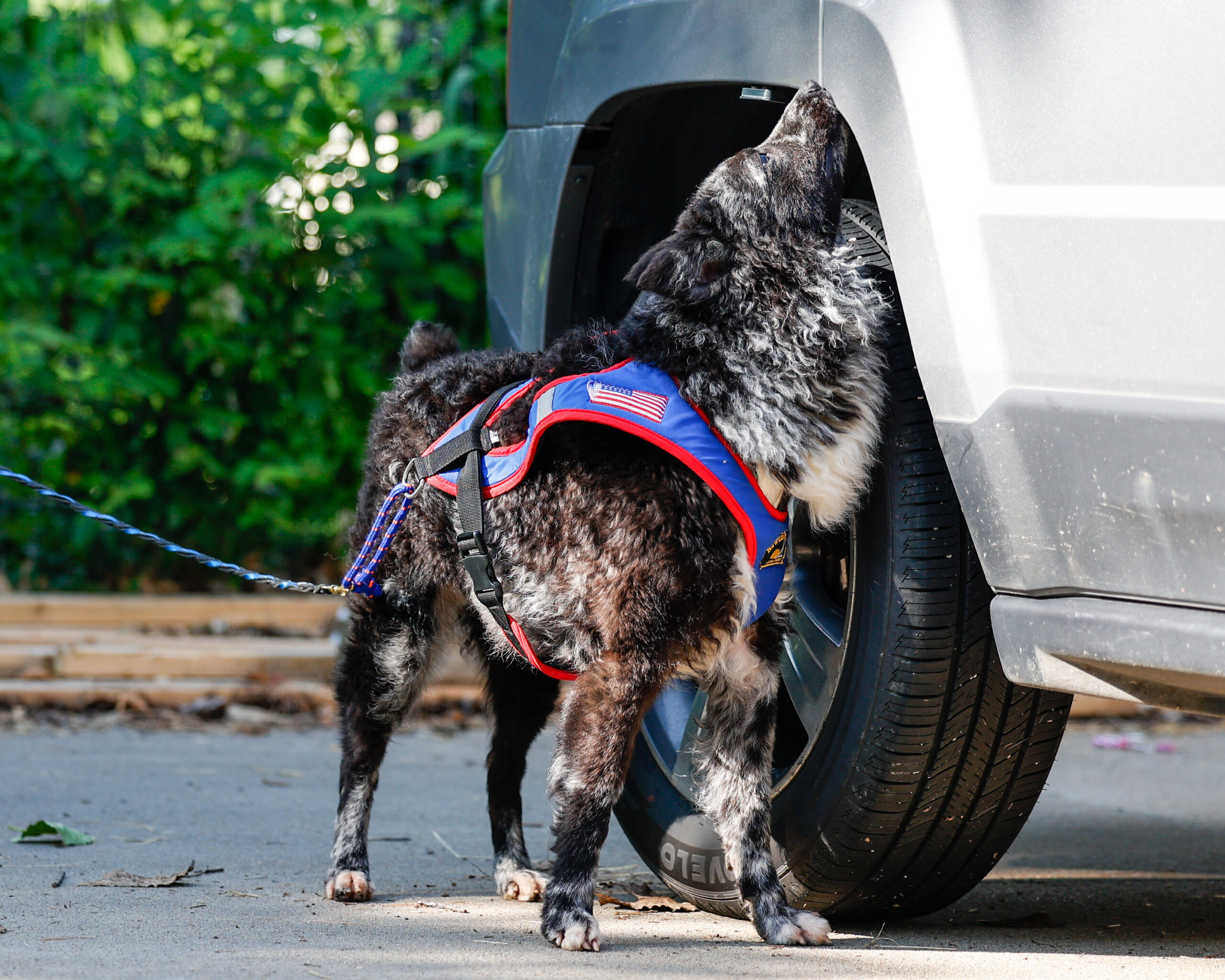 A dog doing a scent work vehicle search