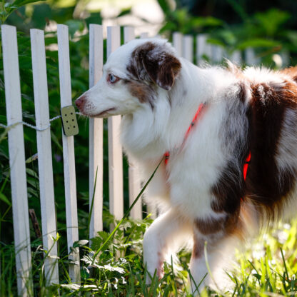 Blue Merle Austrailian Shepherd sniffing an odor tin